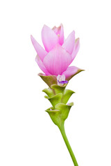 siam tulip flower isolated with clipping path