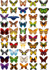 Lots of different multicolored butterflies - vector illustration