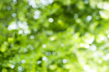 Fototapeta premium Green background