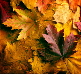 Autumn leaves background