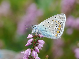 Hauhechel-Bläuling Polyommatus icarus