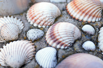 Muscheldekoration
