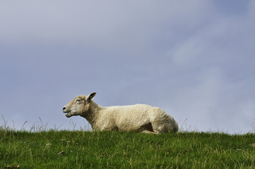 Schaf auf Deich liegend