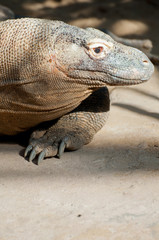 Komodo Dragon