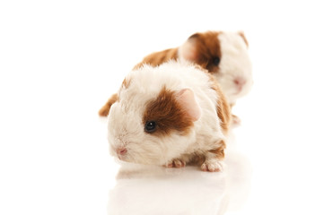 baby guinea pig