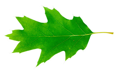 Beautiful green leaf isolated on white