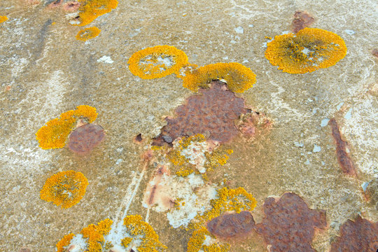 Rusted metal background texture with fungus