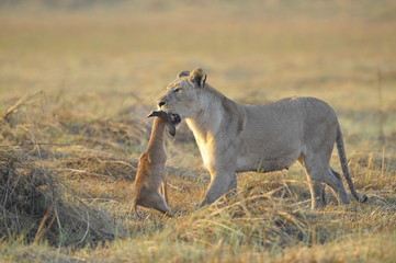 Lioness with prey.