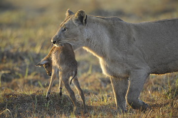 Lioness with prey.