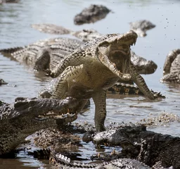 Selbstklebende Fototapete Krokodil Krokodil angreifen