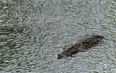 Crocodile   under  the rain