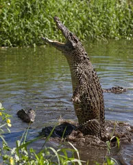Photo sur Plexiglas Crocodile Attack crocodile