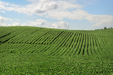 Fototapeta na wymiar Soybeans Growing in Field