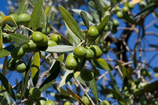 olive tree in the Tuscan countryside