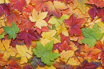 Background of colorful autumn leaves
