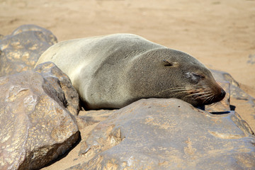 Naklejka premium Colony of seals at Cape Cross Reserve, Atlantic Ocean coast