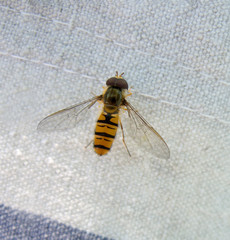 One wasp on fabric closeup