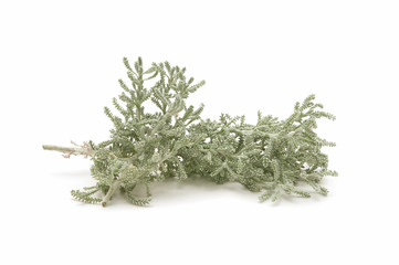 thyme herb