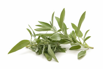 sage herb