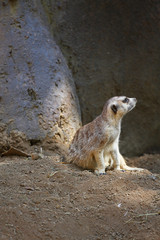 Meerkat