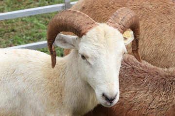 White Bighorn sheep