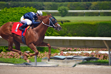 Two Year Old Race Horse