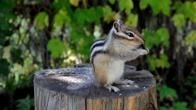 Бурундук (chipmunk). Крепкий орешек