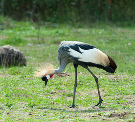 Grey Crowned Crane