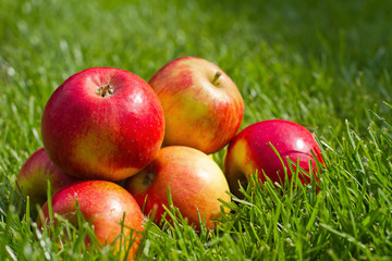 leuchtende Äpfel auf der Wiese