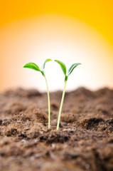 Green seedlings in new life concept
