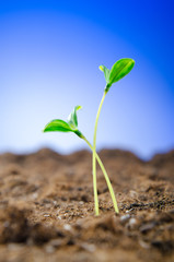 Green seedlings in new life concept