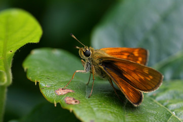 Rostfarbiger Dickkopffalter - [Ochlodes sylvanus]