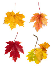 Autumn leaves isolated on white background