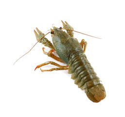 Crayfish isolated on white background