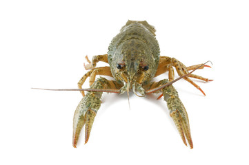 Crayfish isolated on white background