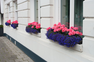 Naklejka premium flowers in window