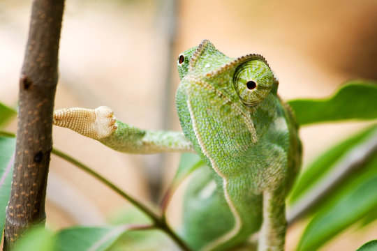 Green Chameleon in Namibia