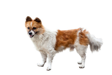 Naklejka premium Chinese Rural Dog