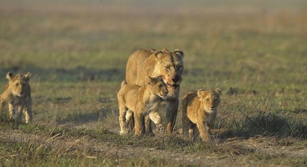 Lioness after hunting with cubs.