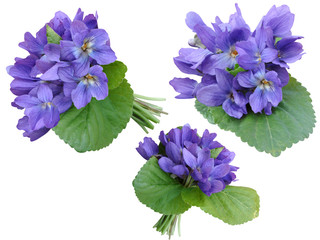 Violets wood flowers a bouquet it is isolated a holiday