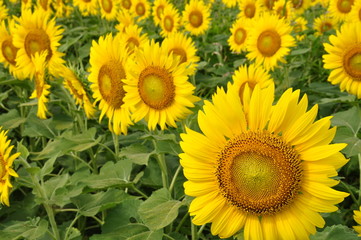 Fototapeta premium ひまわり