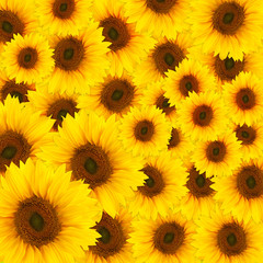 Obraz premium beautiful yellow Sunflower