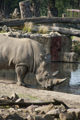 Fototapeta premium Rhinoceros drinking water