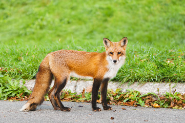 Renard