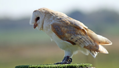 beautiful owl