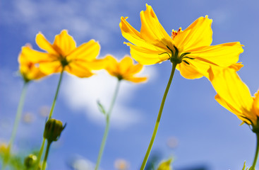 Fototapeta premium Yellow Cosmos flower and blue sky