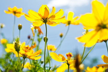 Obraz premium Yellow Cosmos flower and blue sky