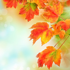 Colorful fall leaves background. Shallow focus. - 35882431