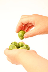 Naklejka na ściany i meble Female hands holding fresh Brussels sprouts