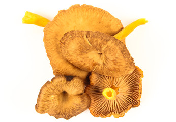 Fresh funnel chanterelle